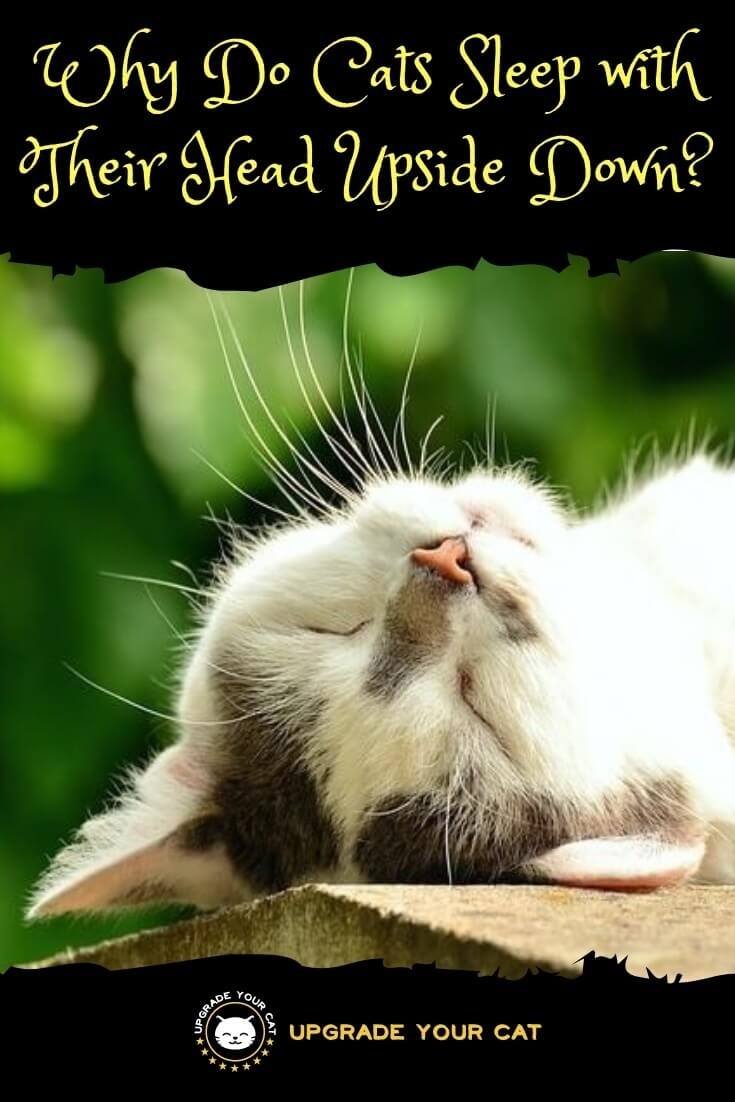 Why Do Cats Sleep with Their Head Upside Down