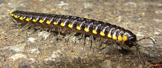 Are Centipedes Dangerous to Cats
