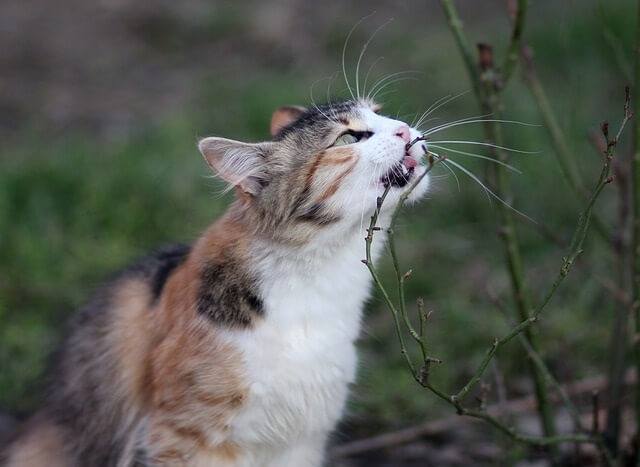 Can Cats Eat Centipedes and Are They Toxic