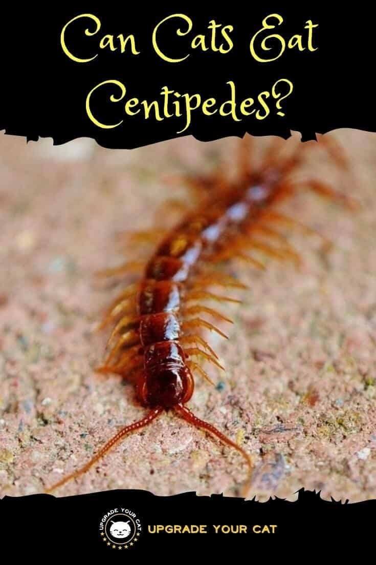 Can Cats Eat Centipedes