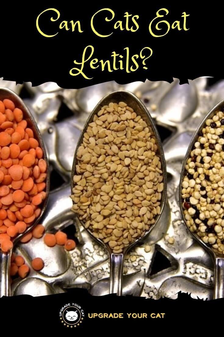 Can Cats Eat Lentils