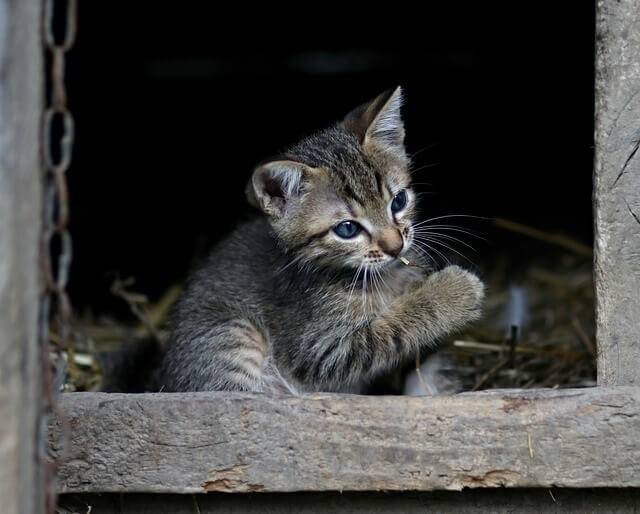 Can Cats Eat Silverfish