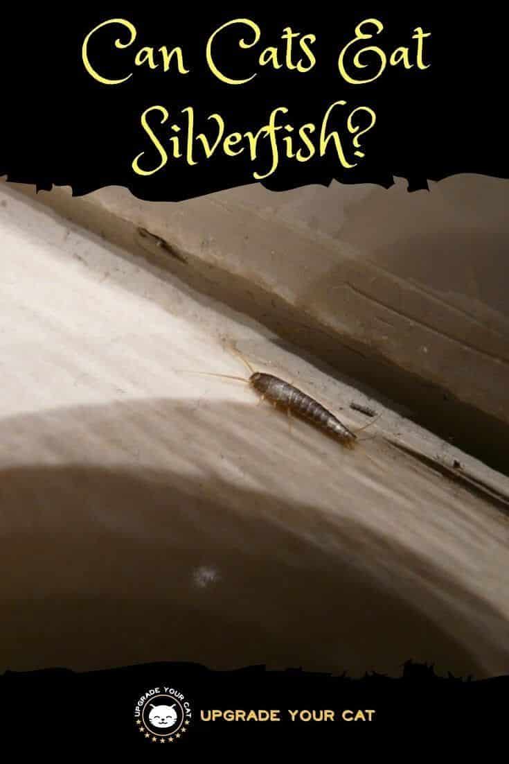 Can Cats Eat Silverfish