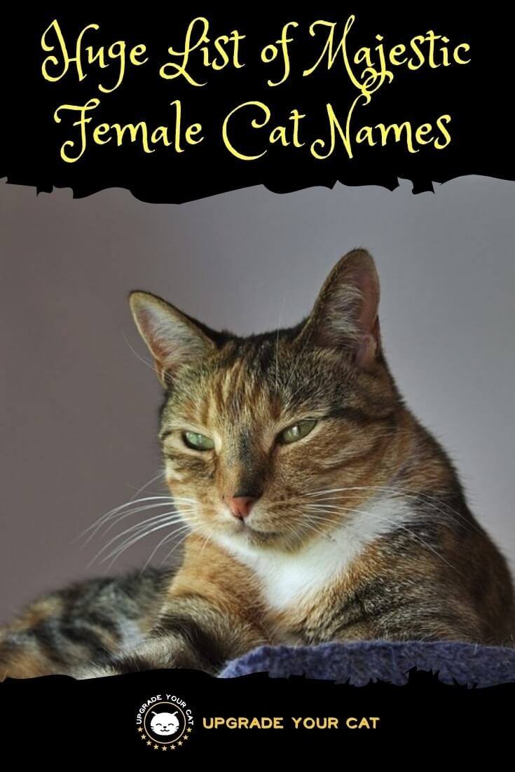 Majestic Female Cat Names