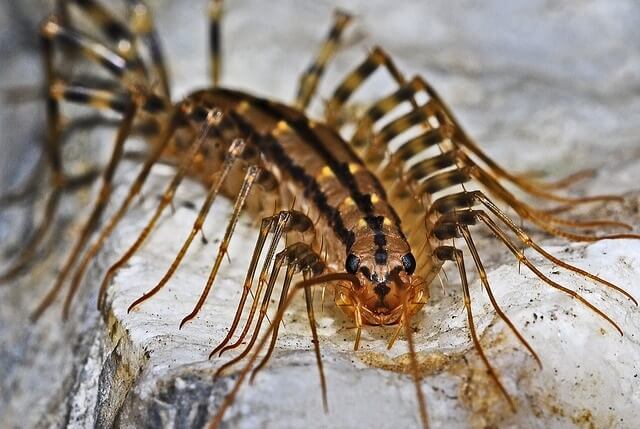 What Are Centipedes