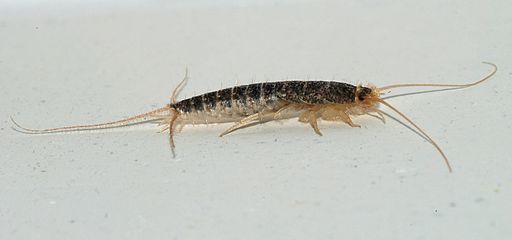 What Are Silverfish