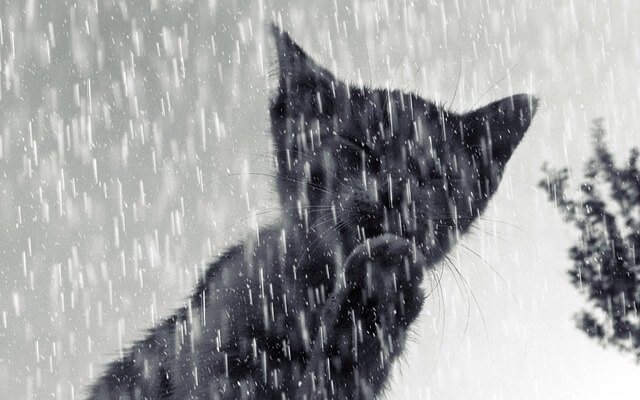 Are Cats Ok in the Rain