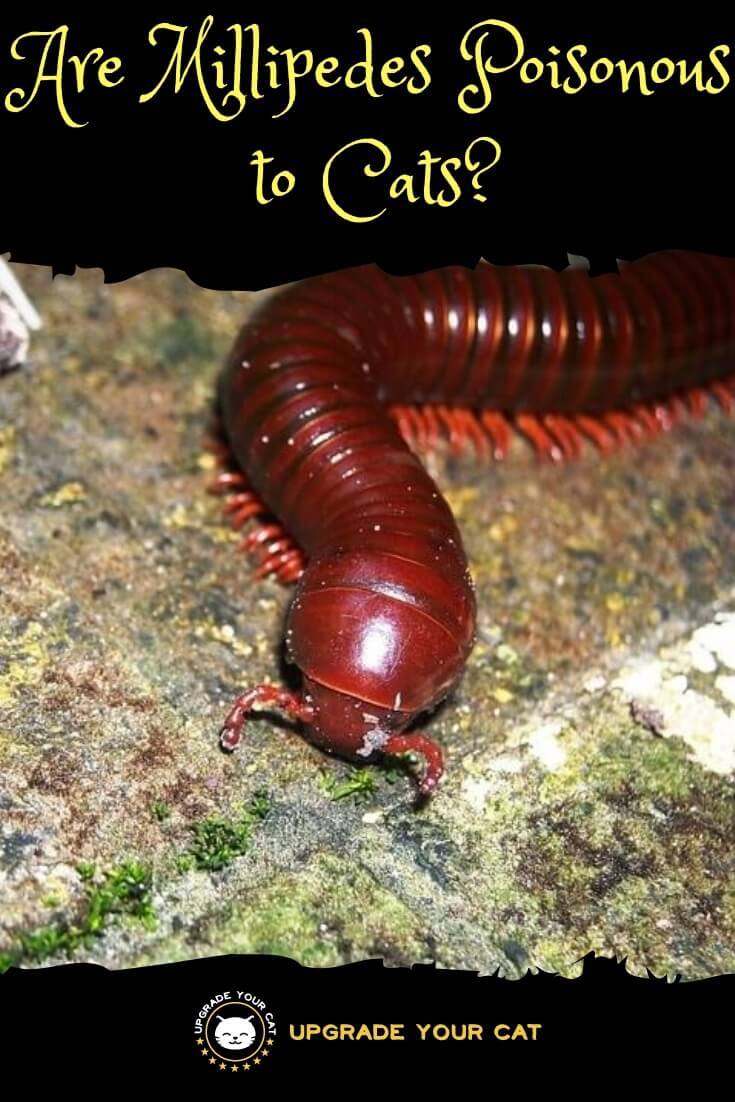 Are Millipedes Poisonous to Cats