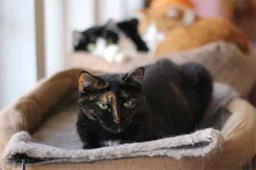 Best Heating Pads for Cats with Arthritis