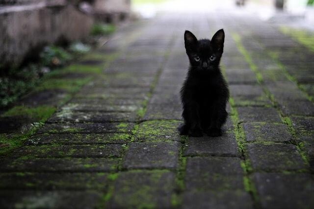 Black Cats and Full Moons - Superstition or Real