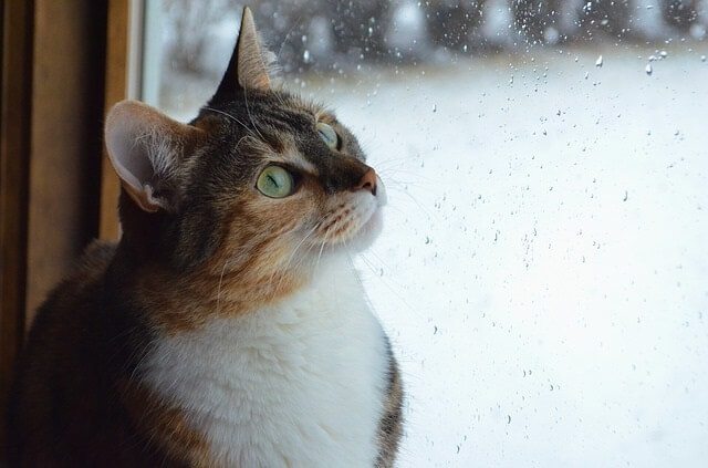 Can Cats Sense When It's About to Rain