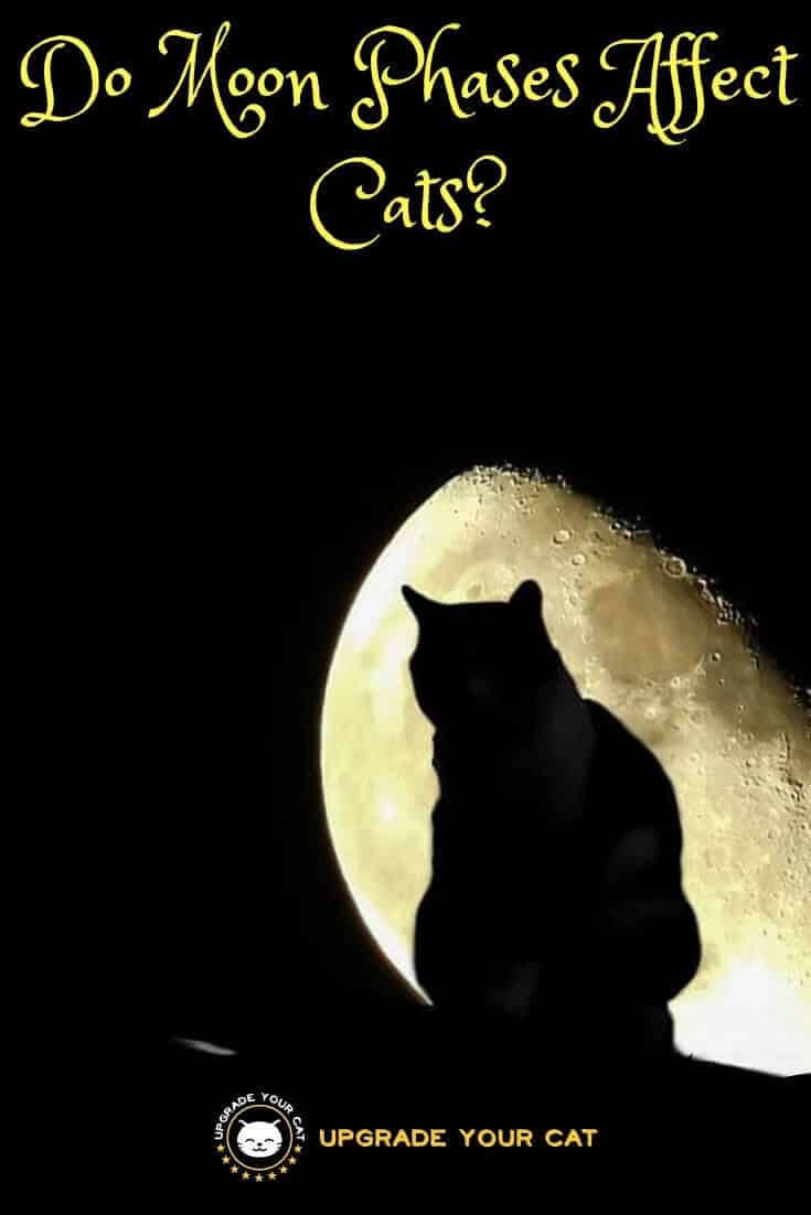 Do Moon Phases Affect Cats Full Moon and Cat Behaviors Explained