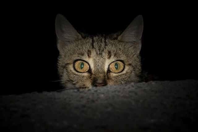 How Do Cats Act When It's a Full Moon