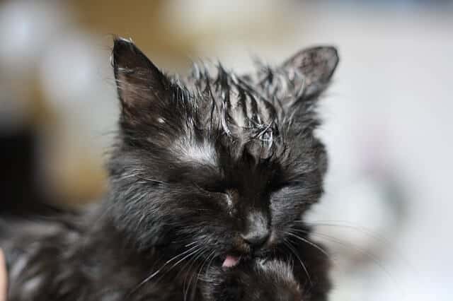How to Tell If a Cat Has Hypothermia