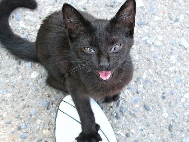 Is Your Cat Meowing During a Full Moon