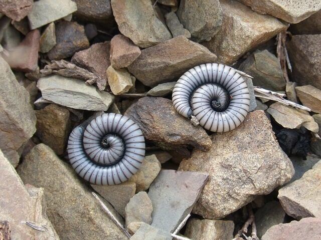 So, Can Cats Eat Millipedes