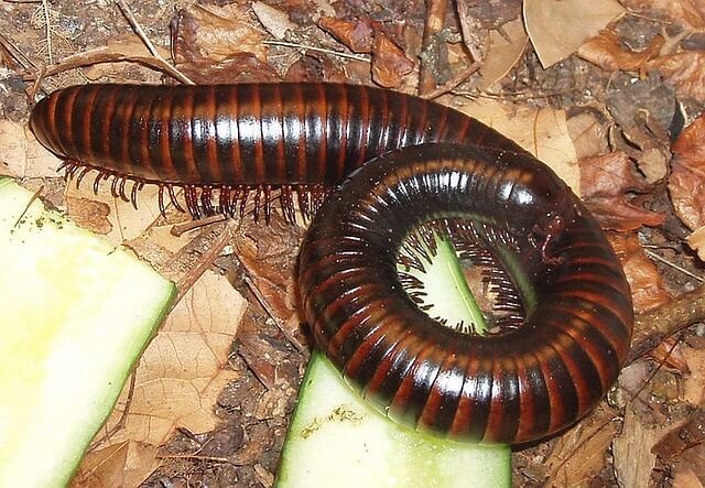 What to Do If a Millipede Sprays Liquid on You