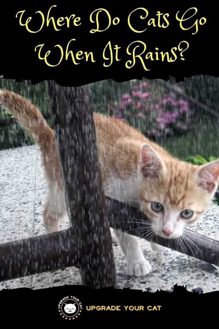 Where Do Cats Go When It Rains