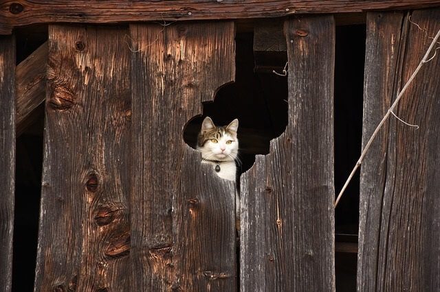 Where Do Cats Hide When It Rains