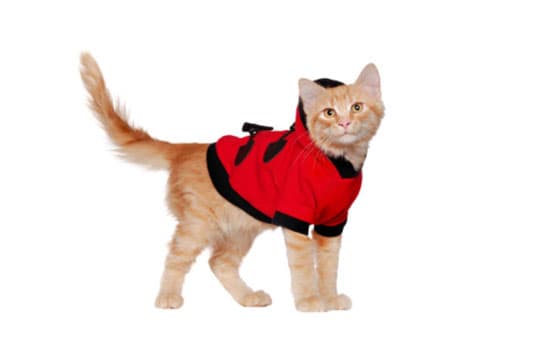 best anxiety jackets for cats