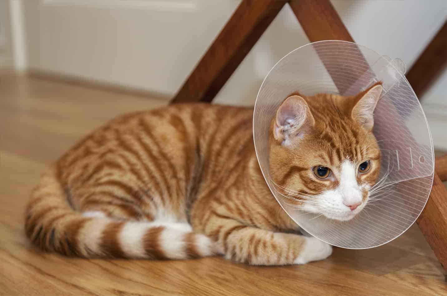 best e collar alternatives for cats