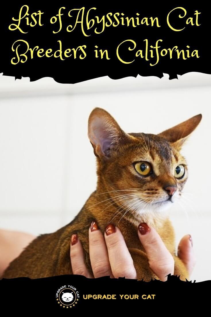 Abyssinian Cat Breeders in California