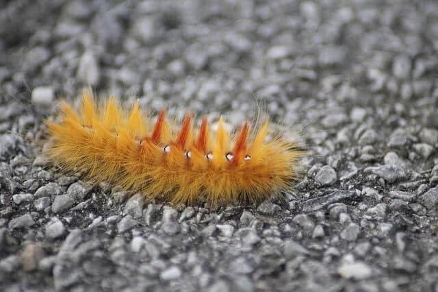 Are Caterpillars Poisonous or Dangerous to Cats