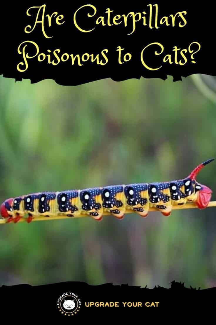 Are Caterpillars Poisonous to Cats
