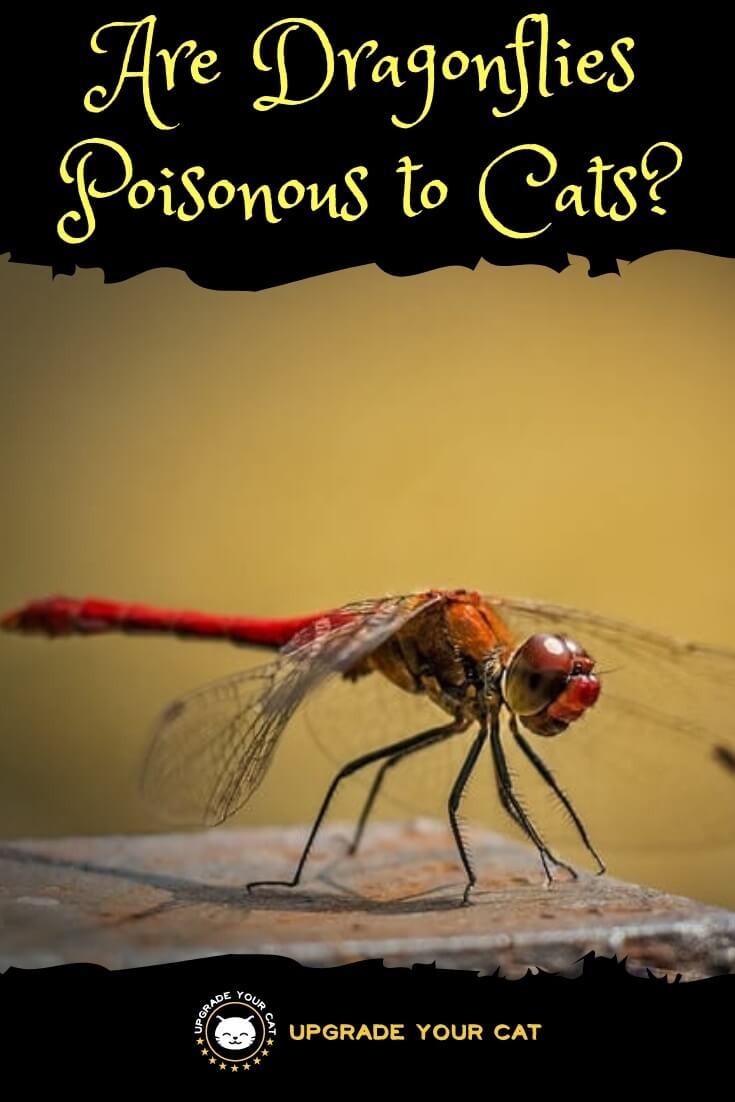 Are Dragonflies Poisonous to Cats