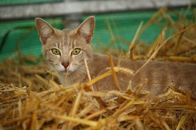 Best Bedding for Outdoor Cats During the Winter