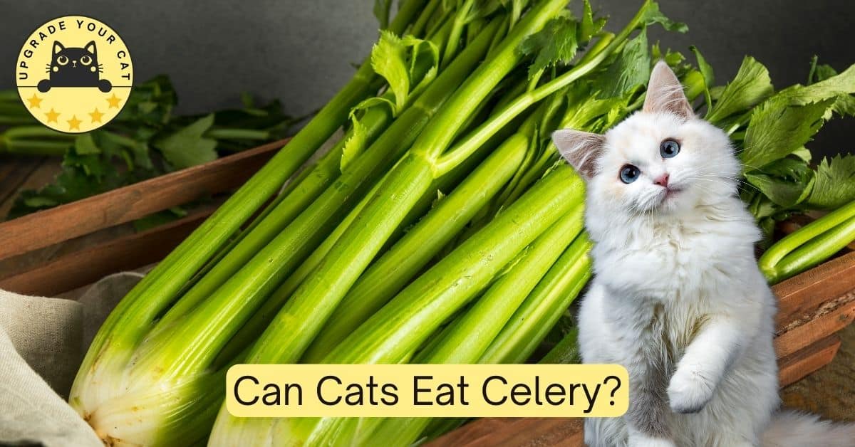 Can Cats Eat Celery?