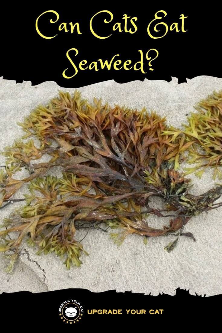 Can Cats Eat Seaweed