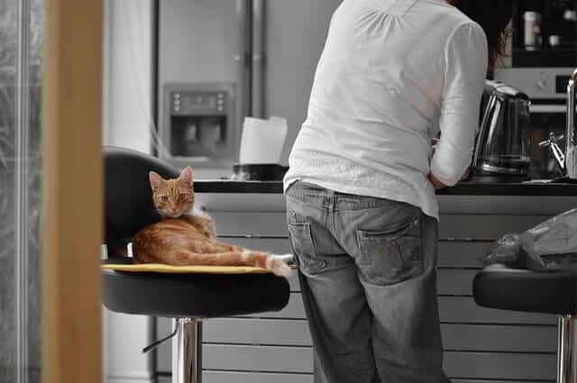 Can Cats Eat Teriyaki Chicken in The Kitchen