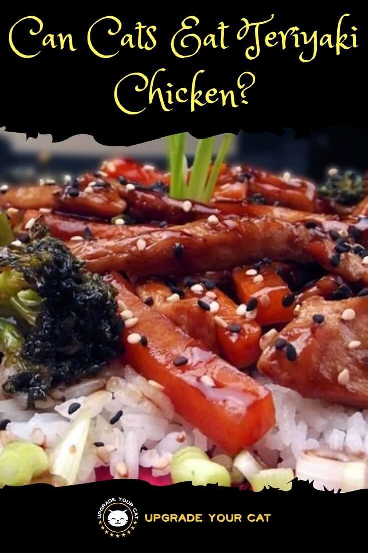 Can Cats Eat Teriyaki Chicken