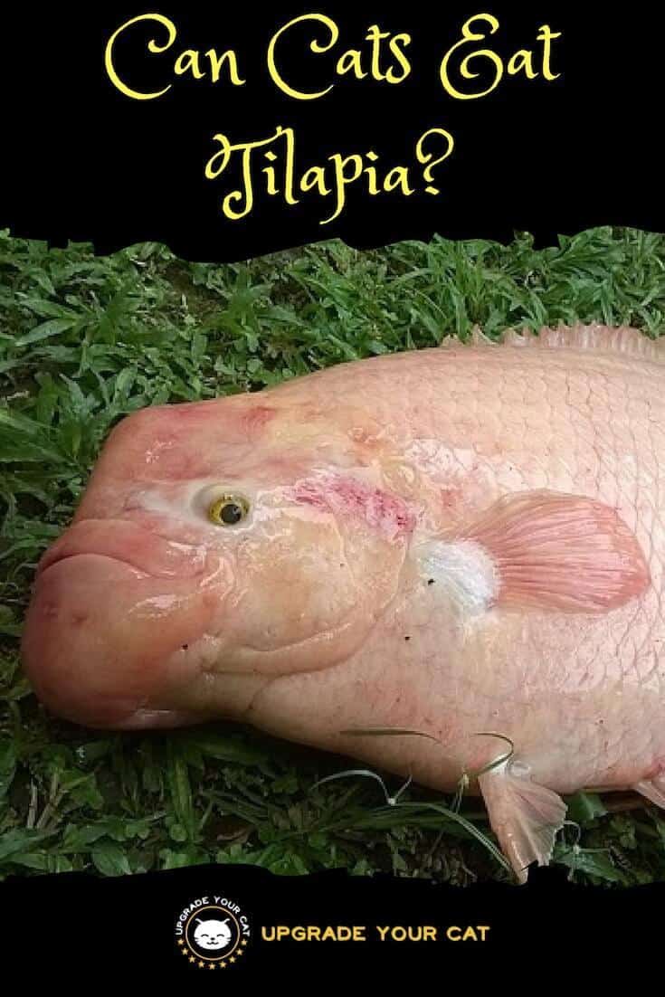 Can Cats Eat Tilapia
