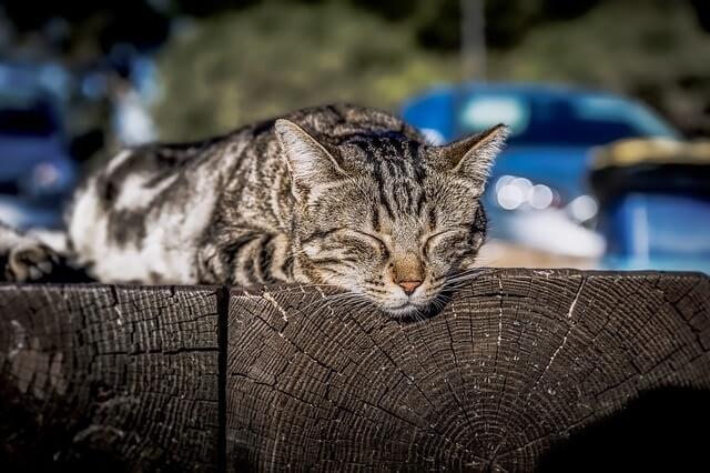 Can Cats Get Sick from Eating Caterpillars