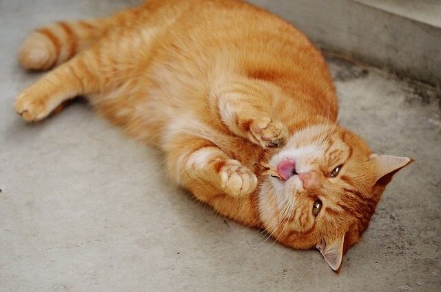 Can Cats Get Sick from Eating Dragonflies and Other Insects