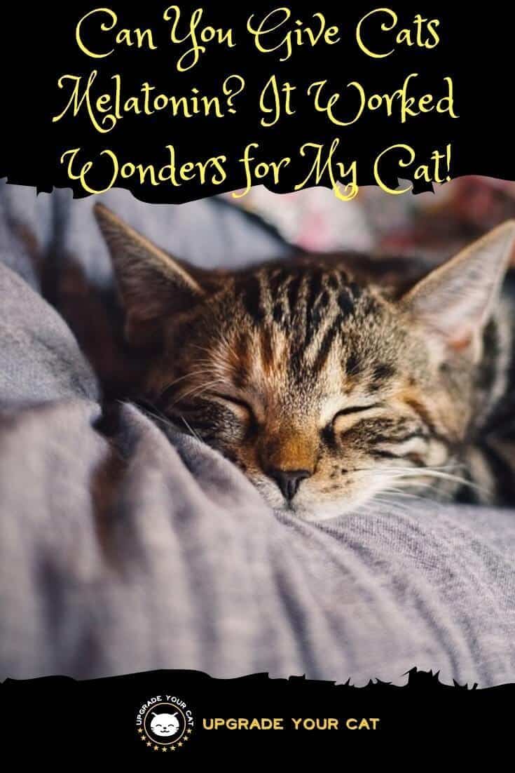 Can You Give Cats Melatonin