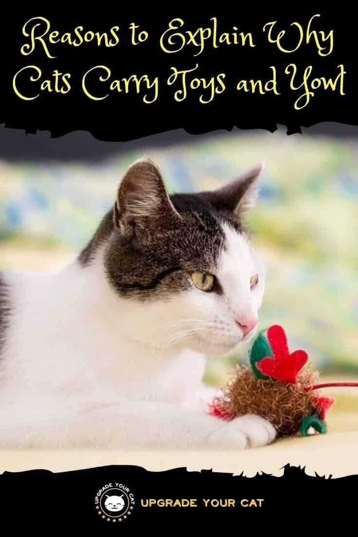 Cat Carrying Toy and Yowling