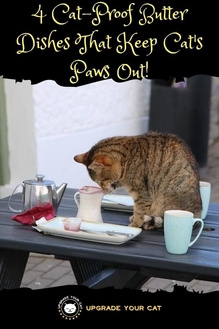 Cat Proof Butter Dish