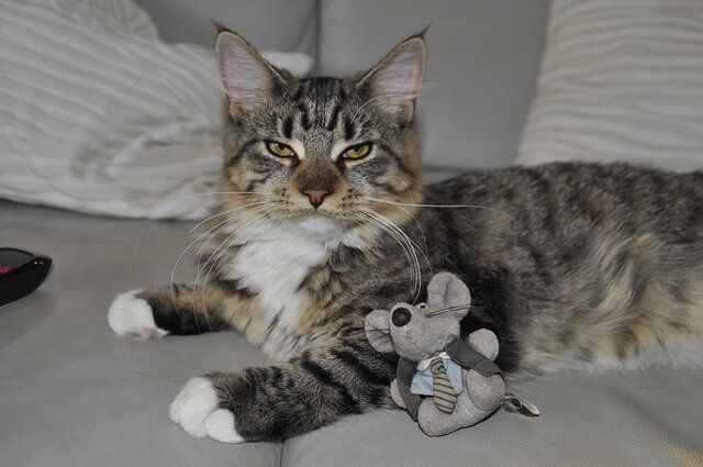 Cat carries toy and yowls because they want you to play with them