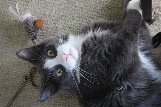 Cat is mothering when they carry and play with toys