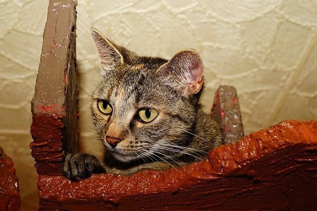 Cats sleep in doorways because they know how to be annoying