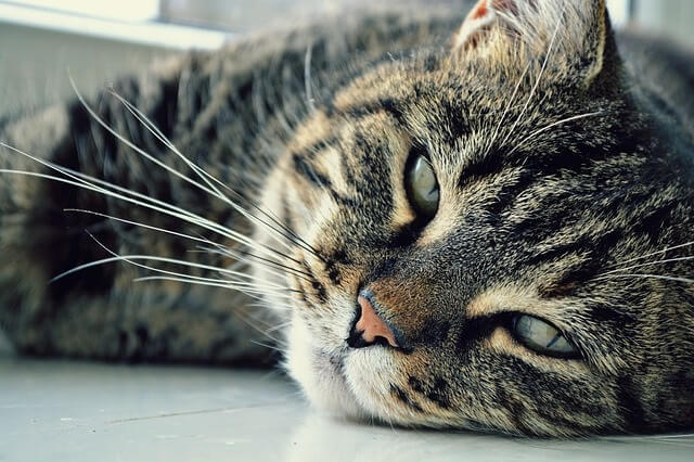 Cats sleep in doorways to get your attention