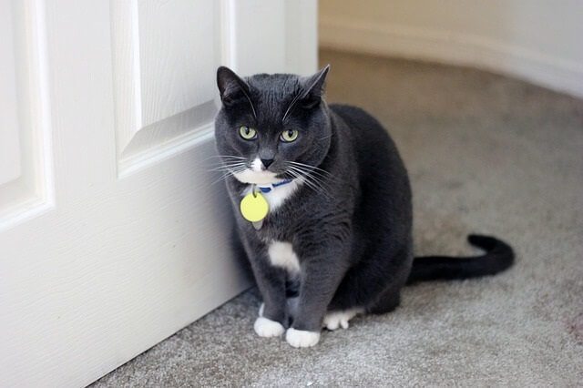 Cats sleep in doorways to have two ways to escape