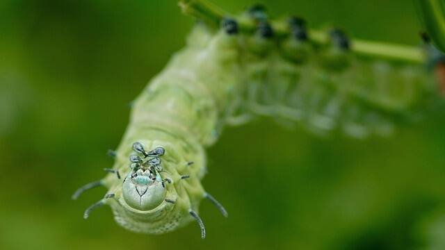 Do Caterpillars Bite Cats