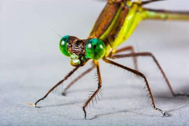 Do Dragonflies Bite or Sting Cats