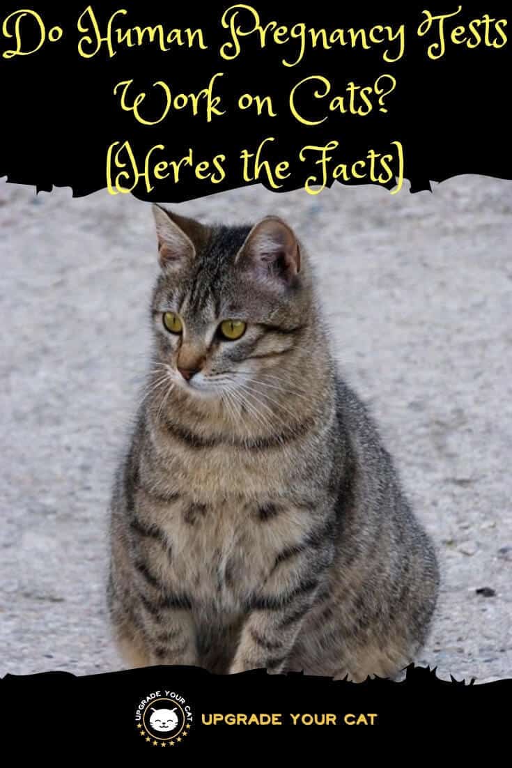 Do Human Pregnancy Tests Work on Cats