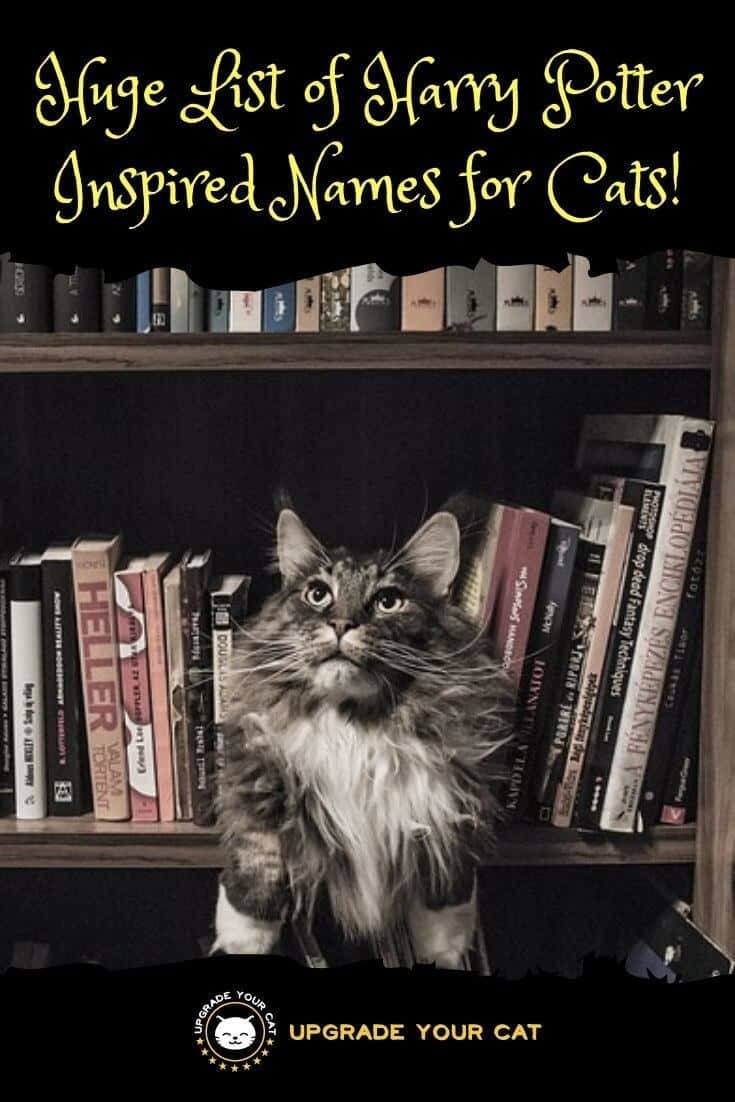 Harry Potter Cat Names