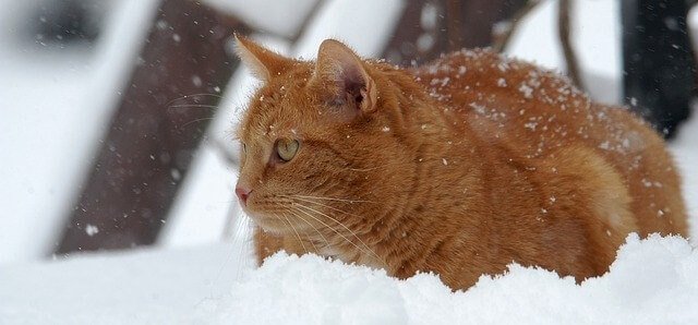 How Do Stray Cats Survive Cold Weather
